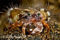   night dive hunt good subject photograph this wonderful hermit crab seems be volunteering. volunteering  